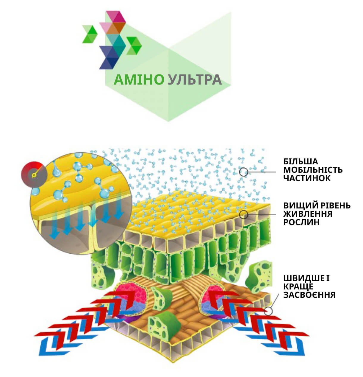 amino ultra chelat